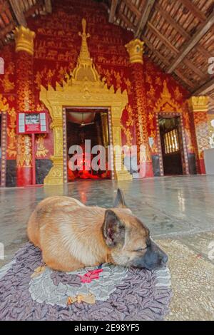 Hund schläft, während Mönche im Wat Sibunheuang beten Stockfoto