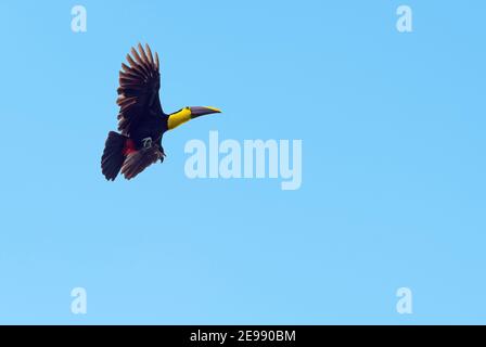 Kastanien-Mandibeltouchan oder Swainson-Tukan (Ramphastos ambiguus swainsonii) im Flug, Mindo, Ecuador. Stockfoto