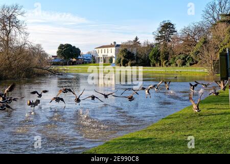 Eine Herde Kanadagänse, Branta canadensis, die an einem Wintertag am Ufer der Themse in Shepperton, Surrey England, aus dem Wasser fliegt Stockfoto