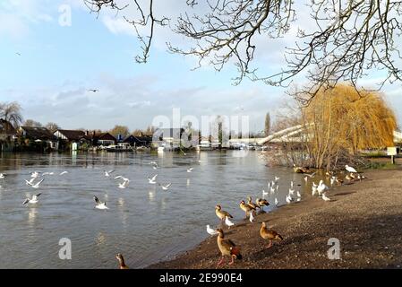 Das Flussufer in Walton an der Themse mit Wildvögeln am Ufer mit Straßenbrücke im Hintergrund an einem Wintertag, Surrey England UK Stockfoto