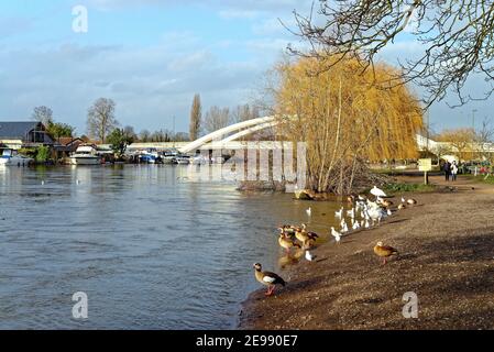 Das Flussufer in Walton an der Themse mit Wildvögeln am Ufer mit Straßenbrücke im Hintergrund an einem Wintertag, Surrey England UK Stockfoto