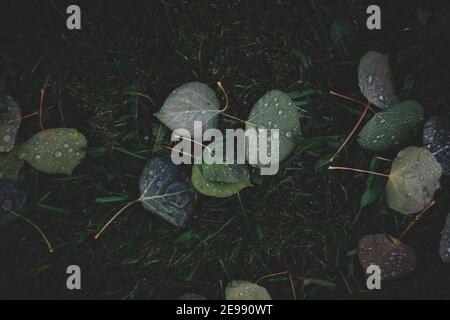 Morning Dew sammelt sich auf gefallenen Aspen Blätter. Stockfoto