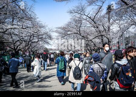 Diese Fotoserie möchte die verschiedenen Szenarien in Japan während eines zweiwöchigen Urlaubs durch die größte Insel Honshu hervorheben. Stockfoto