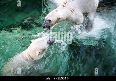 Diese Fotoserie möchte die verschiedenen Szenarien in Japan während eines zweiwöchigen Urlaubs durch die größte Insel Honshu hervorheben. Stockfoto