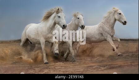 Weiße Camargue-Pferde, die auf Sand laufen Stockfoto