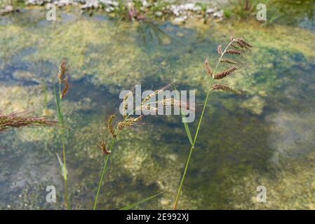 Echinochloa crus-galli Pflanze aus nächster Nähe Stockfoto