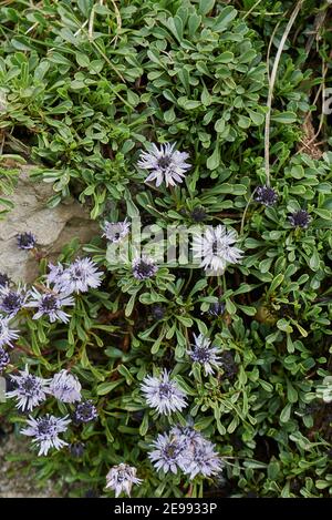 Globularia cordifolia blaue Blume aus nächster Nähe Stockfoto