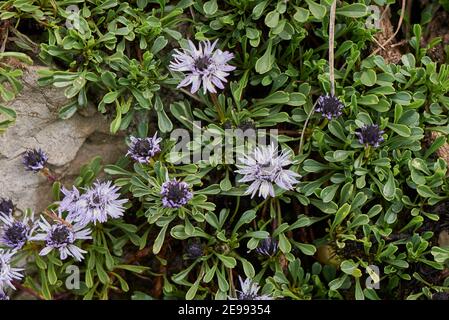 Globularia cordifolia blaue Blume aus nächster Nähe Stockfoto