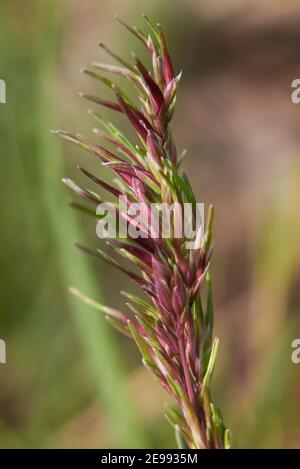 POA Bulbosa Ohr Nahaufnahme Stockfoto