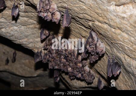 Gruppen von schlafen Fledermäuse in Höhle - weniger Maus-eared Fledermaus (Myotis Blythii) und (Rhinolophus Hipposideros) - Lesser Horseshoe Bat Stockfoto