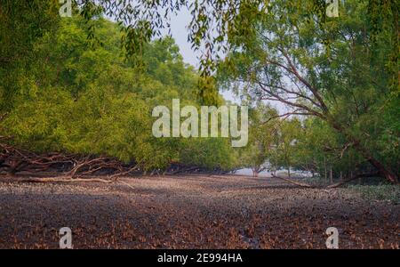 Der Sundarbans Mangrovenwald. Bagerhat, Bangladesch Stockfoto