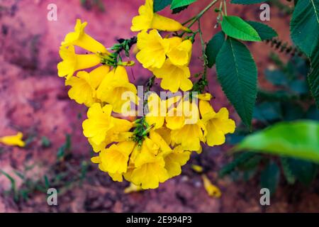 indische Tecoma stans gelbe Blume mit Blatt sieht genial. Stockfoto