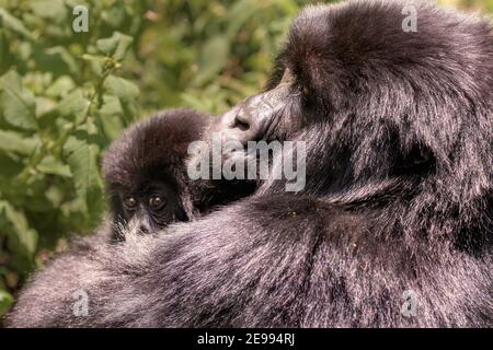Porträt von Berg Gorilla mit Baby in Wild Stockfoto