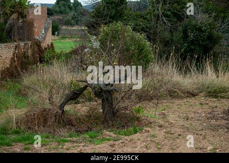 Brafim ländliche Landschaft, Hunde, Blumen und ländliche Aussicht Stockfoto
