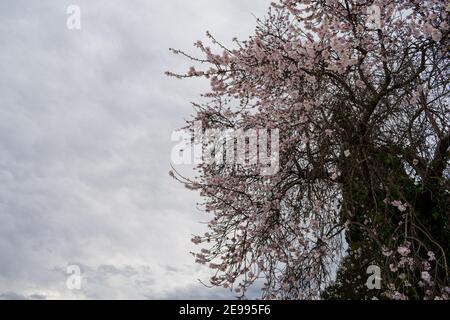 Brafim ländliche Landschaft, Hunde, Blumen und ländliche Aussicht Stockfoto