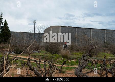 Brafim ländliche Landschaft, Hunde, Blumen und ländliche Aussicht Stockfoto