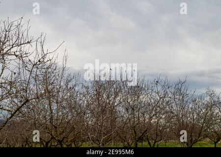 Brafim ländliche Landschaft, Hunde, Blumen und ländliche Aussicht Stockfoto