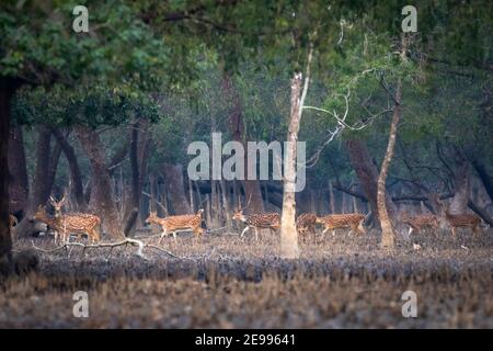 Der Sundarbans Mangrovenwald. Bagerhat, Bangladesch Stockfoto