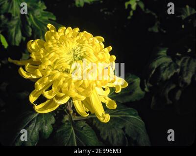 Unregelmäßige Incurve mom cv. bola de ora, hellgelb, lockige Blütenblätter, große kultivierte Blume, dunkler Hintergrund, Natur, Garten, Chrysantheme, Herbst Stockfoto