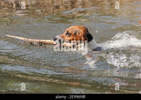 Kleine Jack Russell Terrier schwimmen im Fluss an sonnigen Tag mit großen Stock, nur ihr Kopf sichtbar über Wasser Stockfoto