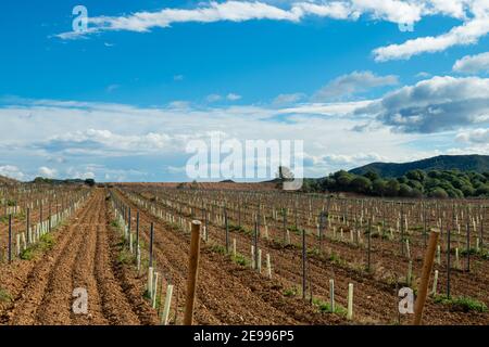 Brafim ländliche Landschaft, Hunde, Blumen und ländliche Aussicht Stockfoto