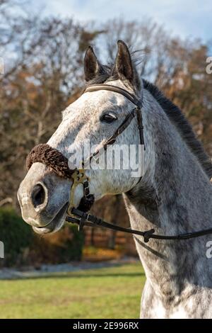 Kopf des Vollblut tschechischen Warmblutes Pferd Stockfoto