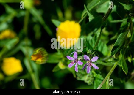 Brafim ländliche Landschaft, Hunde, Blumen und ländliche Aussicht Stockfoto