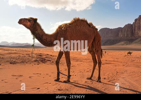 Drei Kamele, ein großes Tier im Vordergrund, Wandern auf orange roten Sand der Wadi Rum Wüste, Berge im Hintergrund Stockfoto