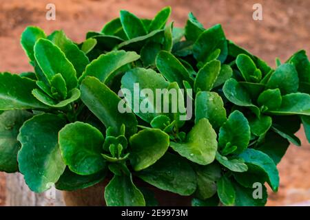 Crassula Ovata Grünpflanze sieht in der Sommersaison Abend toll aus. Stockfoto