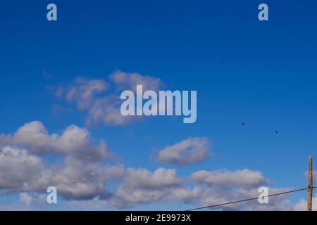Brafim ländliche Landschaft, Hunde, Blumen und ländliche Aussicht Stockfoto