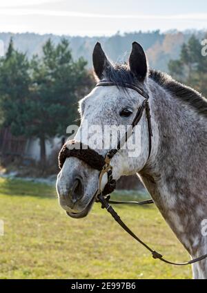 Kopf des Vollblut tschechischen Warmblutes Pferd Stockfoto