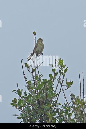 Düster Greenbul (Andropadus importunus importunus) Erwachsener thront auf Zweig Mount Sheba, Südafrika November Stockfoto