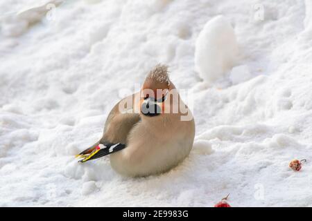 Wachsflügel (Bombycilla garrulus) auf Schnee unter dem Apfelbaum mit roter Fruchtfütterung. Nahaufnahme Porträt von bunten Vögeln in Winter Tierwelt in Sibirien auf Stockfoto