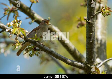 Nightingale-Luscinia megarhynchos Barsche auf Wild Cherry-Prunus avium in Gesang. Stockfoto