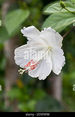 Weiße Hibiskusblüte mit Staubgefäßen und Anthern, Gibraltar Stockfoto
