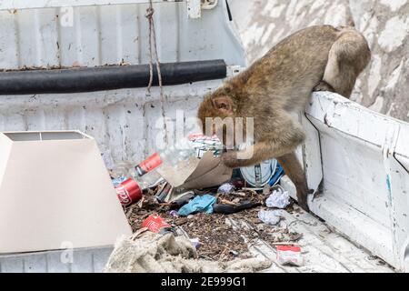 Barbary Macaque Macaca sylvanus beim Müllpflücken, Gibraltar Stockfoto