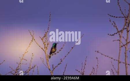 Eine Vogelschar auf einem Ast sitzen Stockfoto