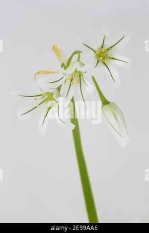 Allium triquetrum, einstämmig mit zarten Blüten. Ramsons oder Wild Garlic, in Großbritannien eingebürgert, einzelne Stängel, exquisite weiße und grüne Blüten Stockfoto