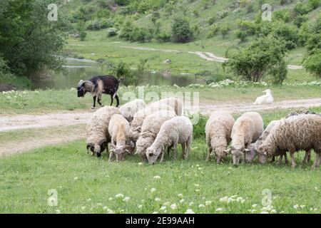 Schafe einander gegenüber in einem grünen Feld. Wunderschöne ländliche Landschaft. Stockfoto