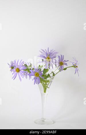 Aster x frikartii 'Monch' in einer Glasvase, mit weißem Hintergrund. Stockfoto