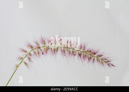 Pennisetum orientale, Brunnengras, Detail Stockfoto