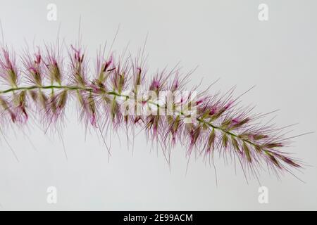 Pennisetum orientale, Brunnengras, Detail Stockfoto