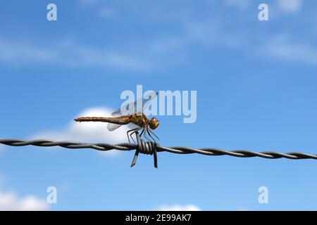 Libelle ruht auf Stacheldraht. Konzeptbild, das fragile Natur versus industrielle Metallobjekte zeigt. Mit Kopierbereich. Stockfoto