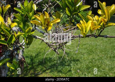 Tillandsia recurvata, allgemein bekannt als kleines Ballmoos oder Ballmoos Stockfoto