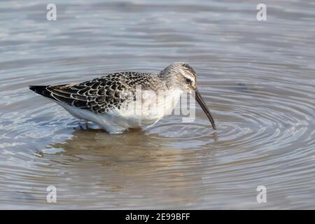 Curlew Sandpiper, Calidris ferruginea, Jungvogel Fütterung in seichtem Wasser auf Migration, Norfolk, Großbritannien, 29. August 2017 Stockfoto