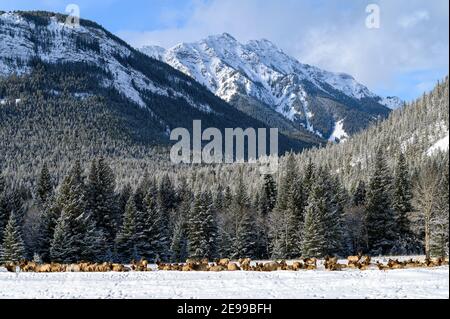 Große Herde wilder Elche, auch als Wapiti (Cervus canadensis) bekannt, die im Schnee unter den Bergen im Banff National Park, alberta, Kanada ruht Stockfoto