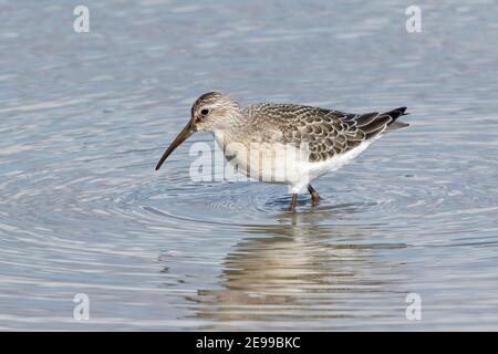 Curlew Sandpiper, Calidris ferruginea, Jungvogel Fütterung in seichtem Wasser auf Migration, Norfolk, Großbritannien, 29. August 2017 Stockfoto