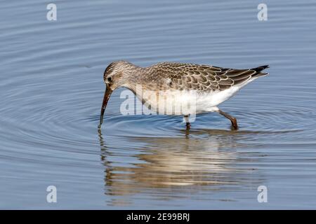 Curlew Sandpiper, Calidris ferruginea, Jungvogel Fütterung in seichtem Wasser auf Migration, Norfolk, Großbritannien, 29. August 2017 Stockfoto