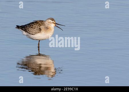 Curlew Sandpiper, Calidris ferruginea, Jungvogel ruft in seichtem Wasser auf Migration, Norfolk, Großbritannien, 29. August 2017 Stockfoto