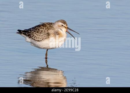 Curlew Sandpiper, Calidris ferruginea, Jungvogel ruft in seichtem Wasser auf Migration, Norfolk, Großbritannien, 29. August 2017 Stockfoto